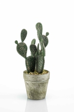 Cactus flat 20cm in pot